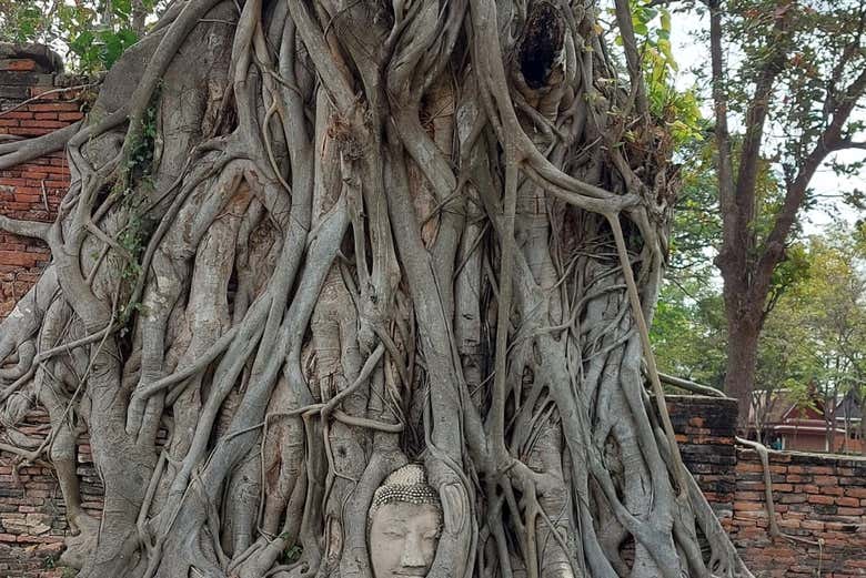 Una testa di Buddha affiora dalle radici di un albero