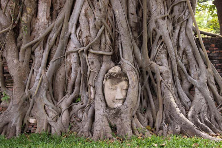 Look at the Buddha statue in the roots of a tree!