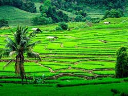 Chiang Mai