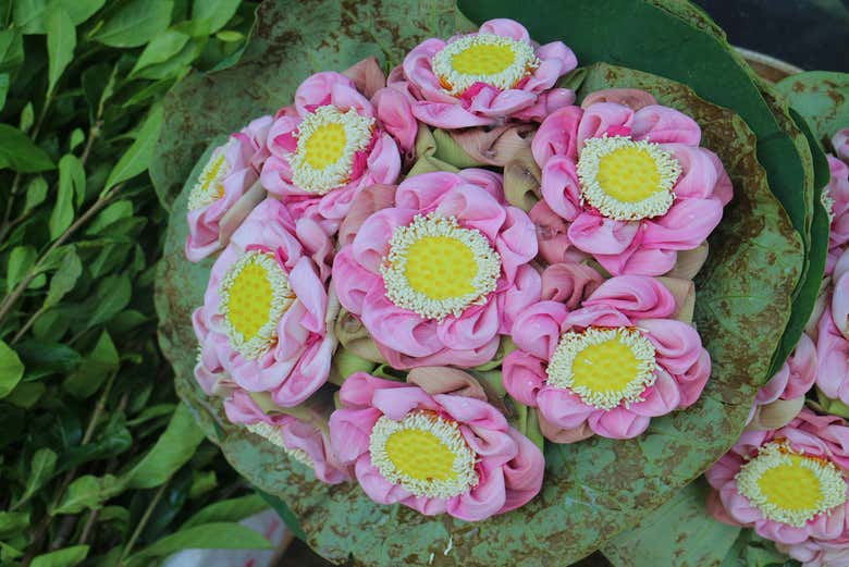 Thai royal lotus