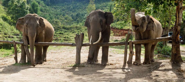 Elephant Jungle Sanctuary & Karen Village 2 Day Tour