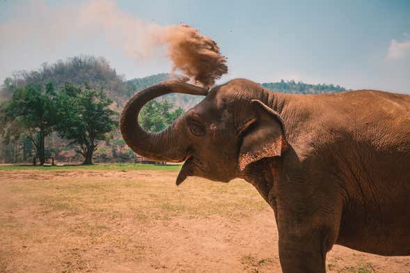 Elephant Conservation Center Day Trip