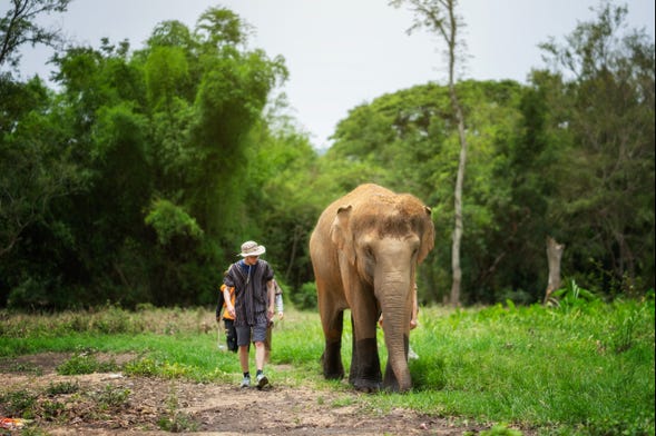 Excursão ao santuário de elefantes