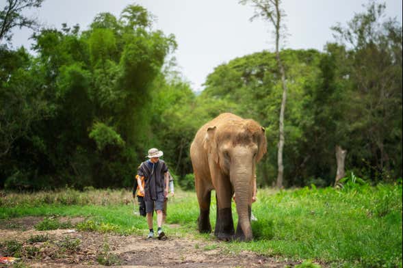 Excursion au sanctuaire des éléphants