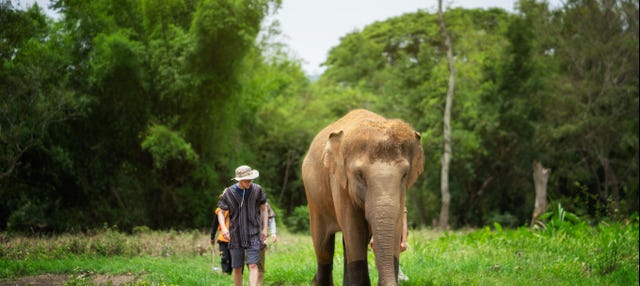 Excursion au sanctuaire des éléphants