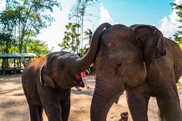 Excursión privada al santuario de elefantes + Rafting