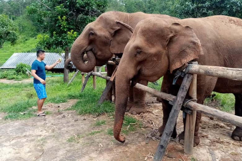 Feeding the elephants