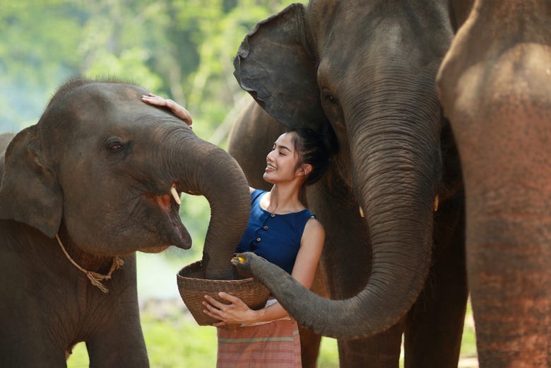 Alimentando a los elefantes de la protectora