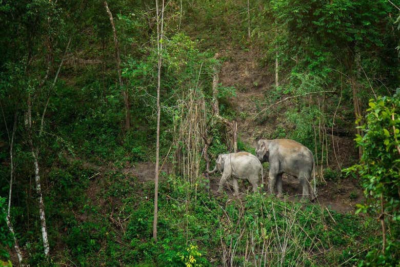 See the elephants in their natural habitat