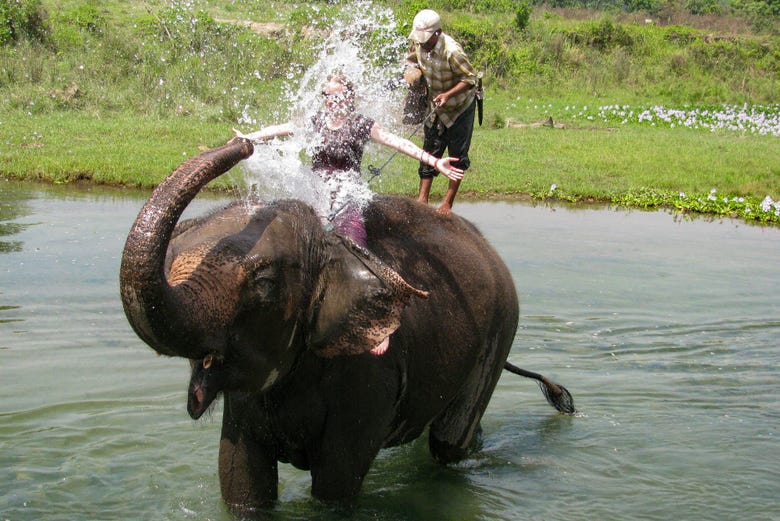 Diversão com os elefantes do santuário