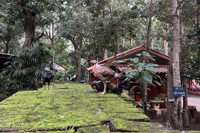 Discover Chiang Mai's temples and surroundings