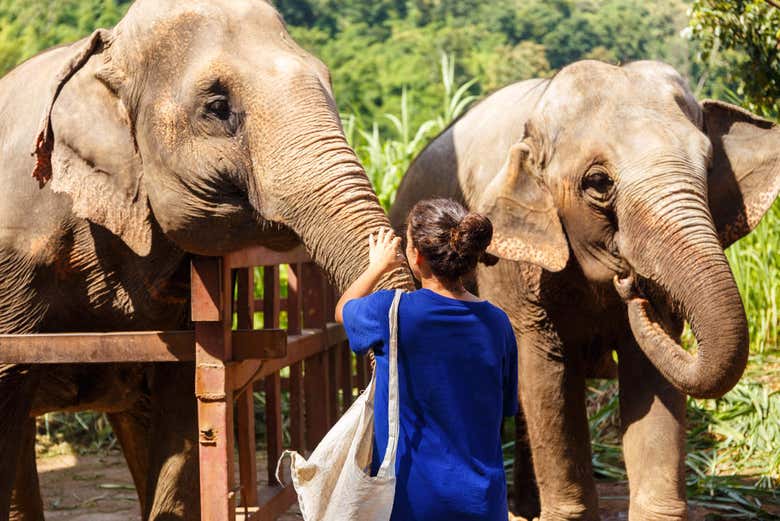 Greeting the elephants