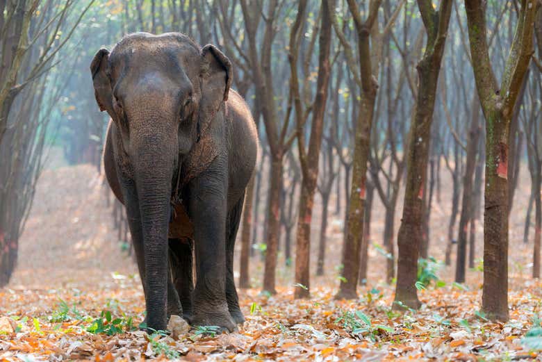 Elephant conservation center