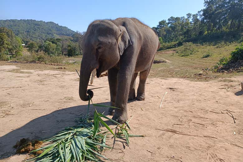 Un elefante en el santuario