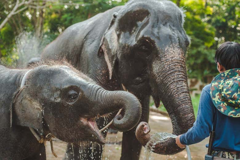 Asian elephants in Chiang Mai