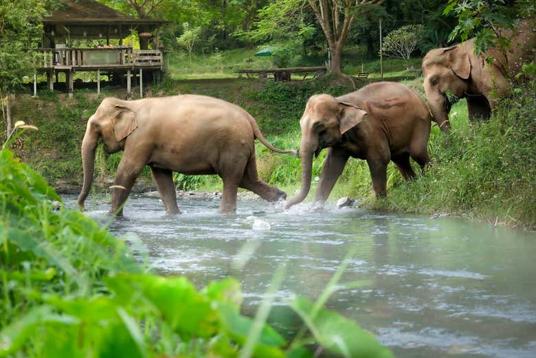 Watch the elephants go about their lives