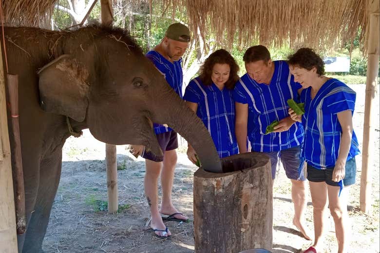 Vous pourrez nourrir les éléphants