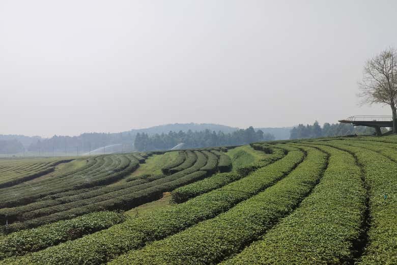 Le piantagioni di tè di Chiang Rai