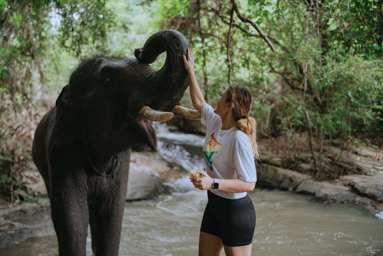 Bain de boue avec les éléphants