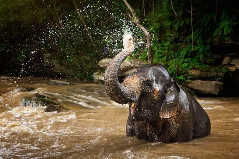 An elephant taking a dip