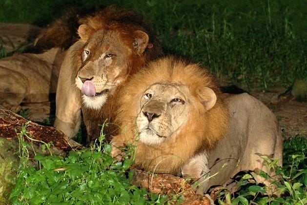 Casal de leões ao anoitecer