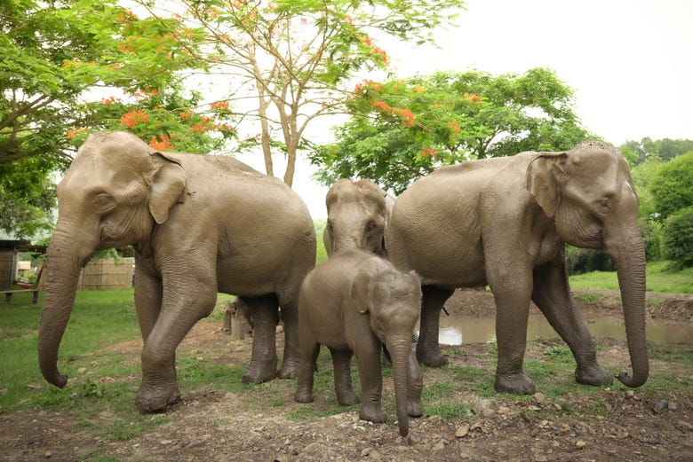 Uma manada de elefantes no santuário