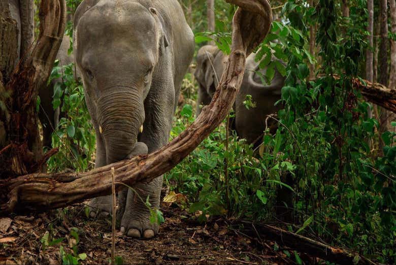 Giant, beautiful creatures