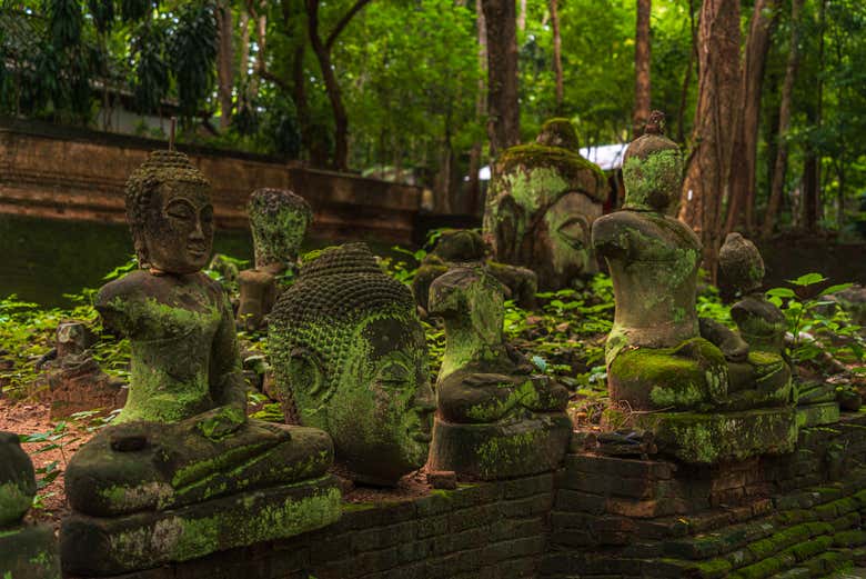 Le teste di buddha a Wat Umong