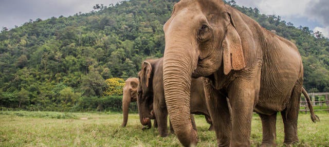 Huay Khao Lip & Elephant Sanctuary 2 Day Tour
