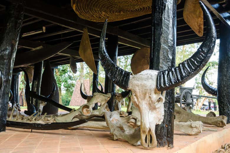 Ossos de animais da Casa Negra