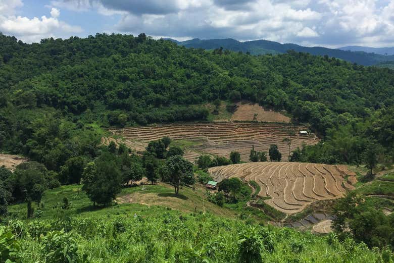 Plantaciones de arroz