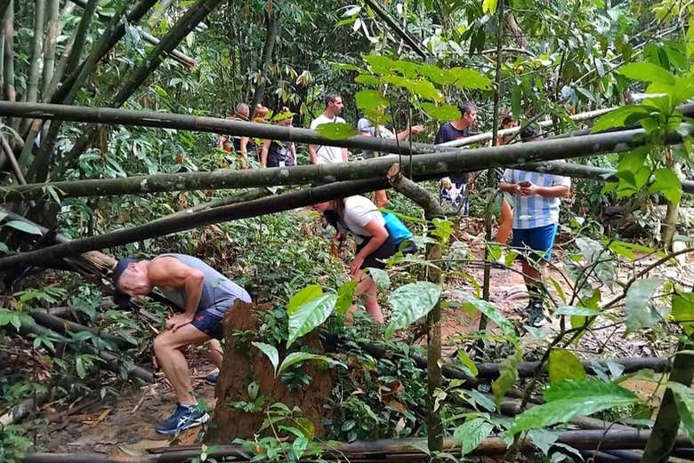Caminando por la frondosa selva tailandesa