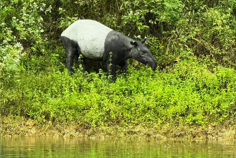 Podremos avistar la fauna autóctona