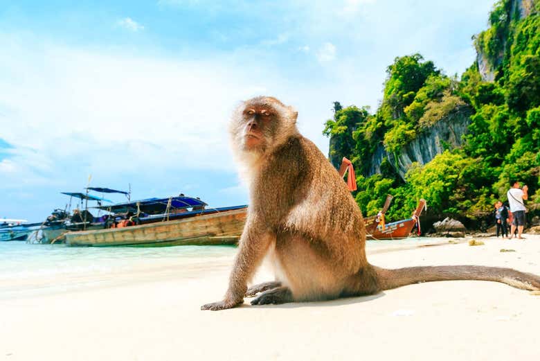 Mono en Monkey Beach