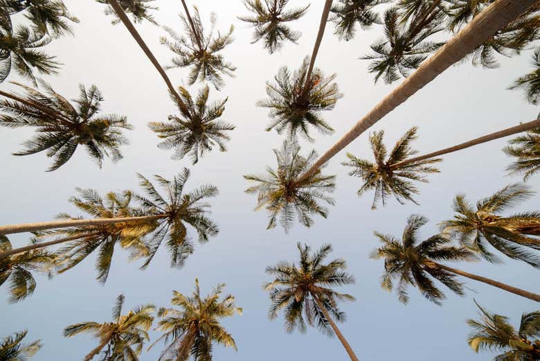 Todo un paraíso terrenal