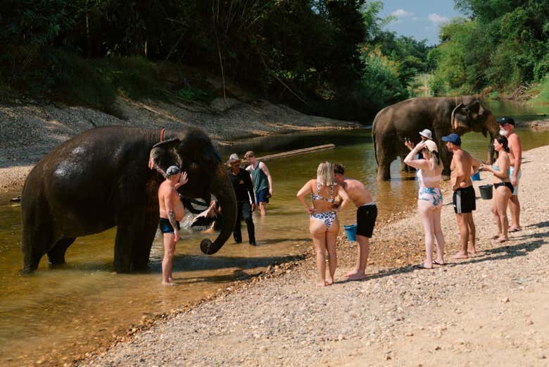 Découvrez les éléphants