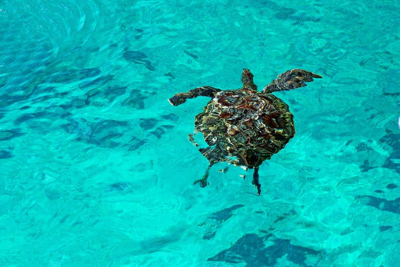 Turtle swimming in the Similan Islands