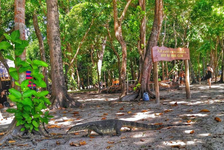 Una iguana en medio de un parque de enormes árboles