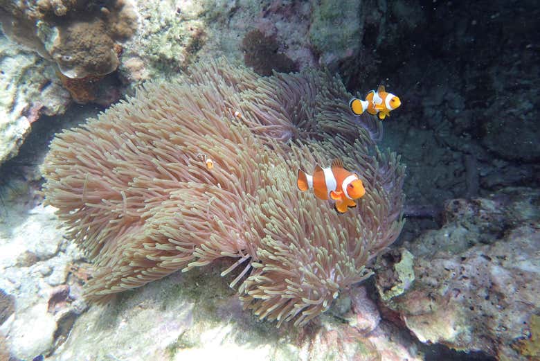 Dos peces payaso en un coral