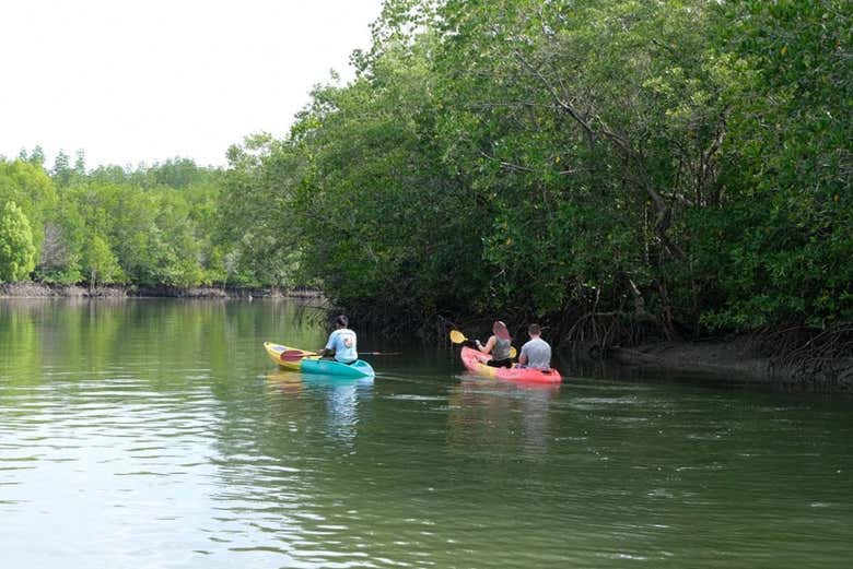 Discovering the flora and fauna of the mangroves