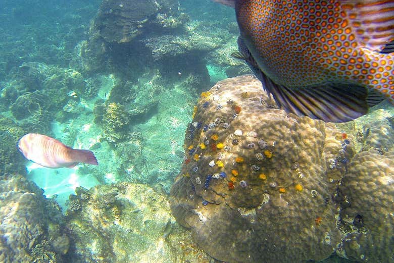 Peixes diferentes nas águas cristalinas de Koh Nangyuan