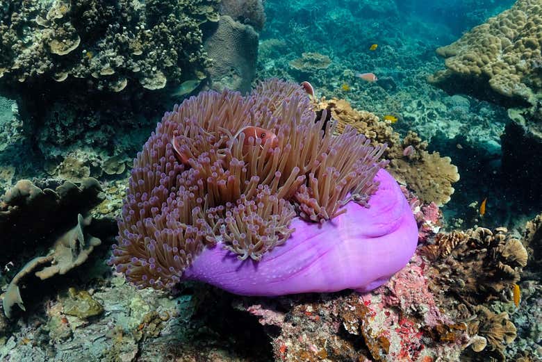 As profundezas de Koh Tao