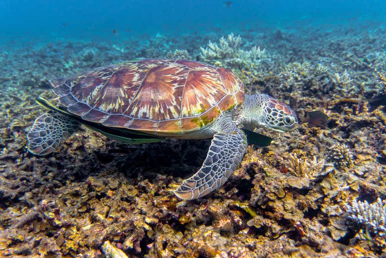 Tartaruga no recife de Shark Bay, em Koh Tao
