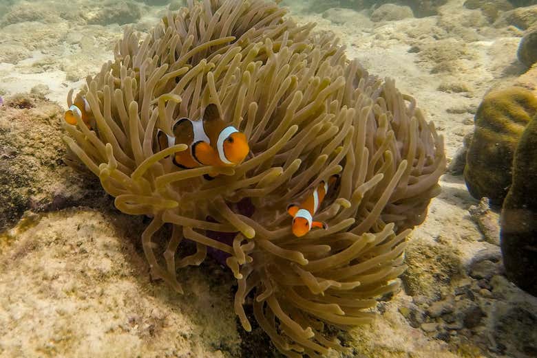 Descubriendo a biodiversidad marina de las islas