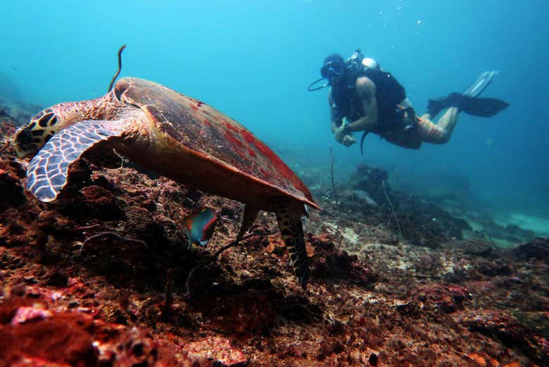 Admirando una tortuga marina