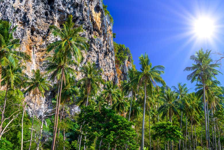 Unos cocoteros junto a uno de los acantilados de Krabi