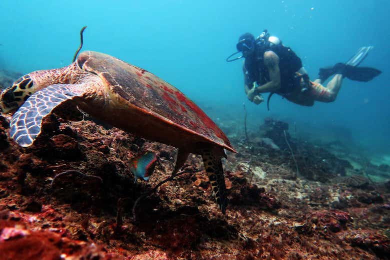Descobrindo o fundo do mar tailandês