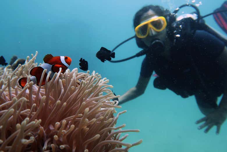 Observando um peixe nas águas de Phi Phi