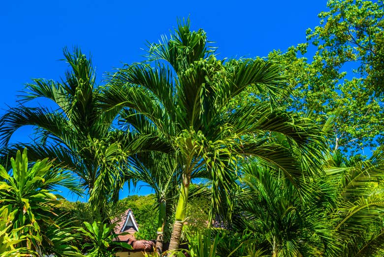 Divisando unas palmeras