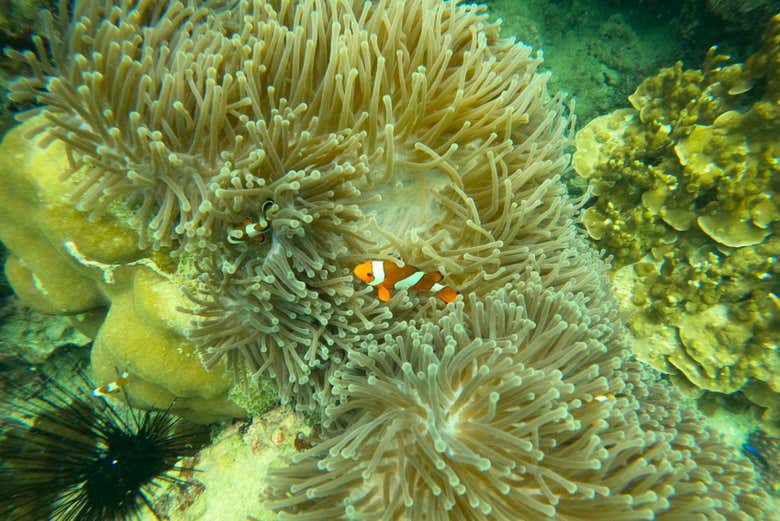Podréis descubrir peces de colores haciendo snorkel